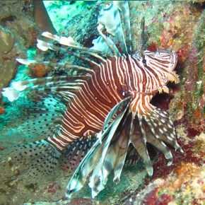 Marine Monster Mash:&nbsp;Lionfish