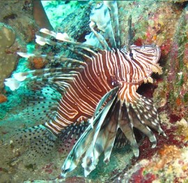 Photo by Walter Hackerott