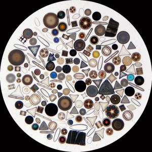 Diatoms come in all shapes and sizes.