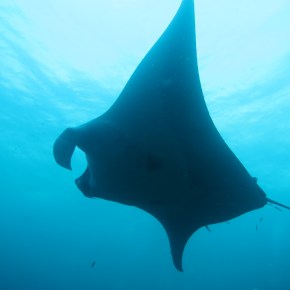Photography Friday: the Manta&nbsp;Ray