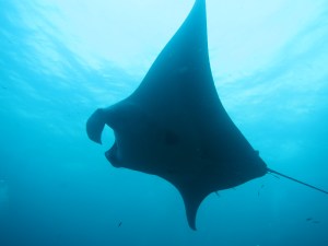 Photo by Serena Hackerott 