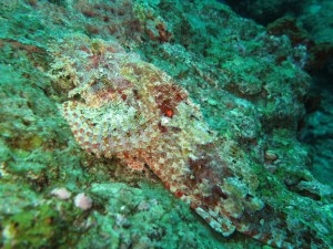 Scorpionfish