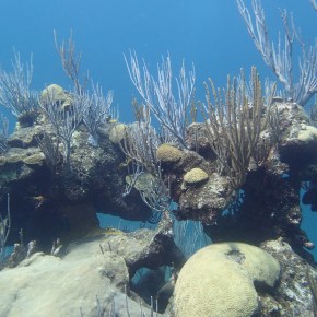 How divers can make a&nbsp;difference