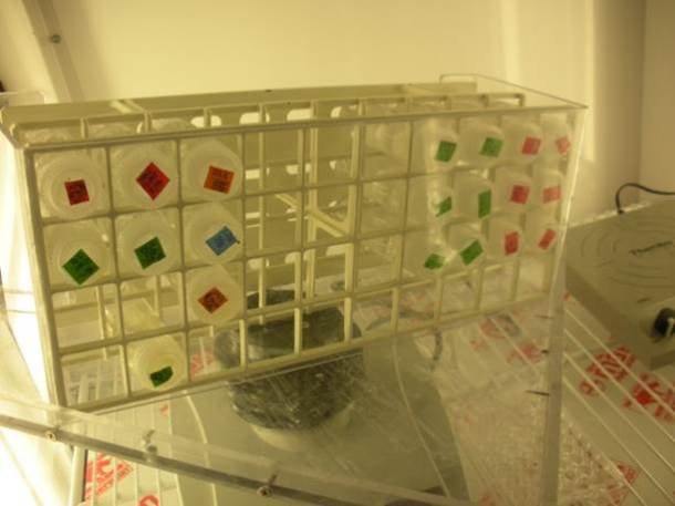 Some of my small cultures chilling (literally) in a 12 degree Celsius incubator.