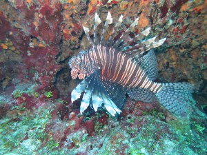 Lionfish
