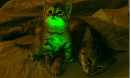 Glowing kittens > non-glowing kittens?