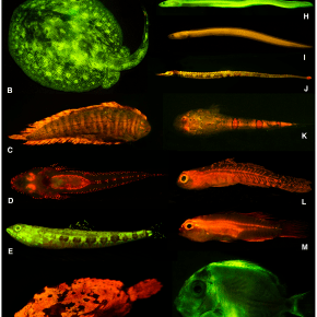 One Fish, Two Fish, Red Fish…Glowing Green&nbsp;Fish?