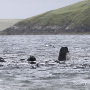 Cetaceans react to sonic&nbsp;exploration