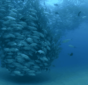 T.G.I.F Marine Science&nbsp;GIFs!