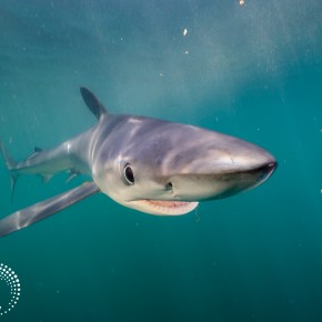 Film Friday: Becoming a&nbsp;Shark