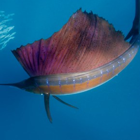 Ocean Organism Olympics