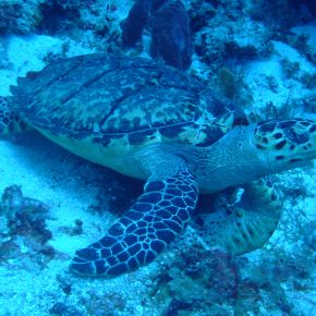 Film Friday: Turtles by&nbsp;Tabitha