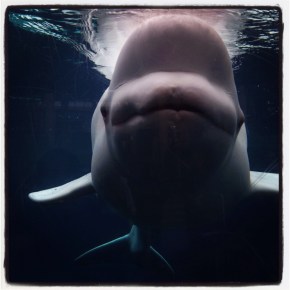 Photography Friday: Beluga&nbsp;Whale