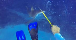 sharkattack-lionfish