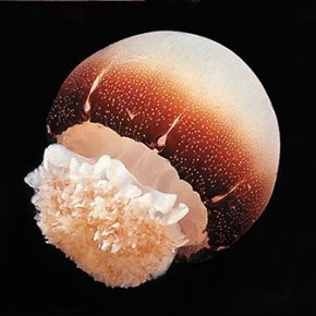 Marine CookBook Entry #73: How to introduce jellyfish into your&nbsp;diet