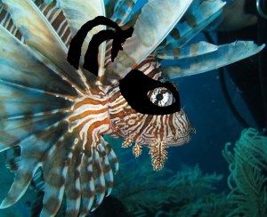 Lionfish Ninja