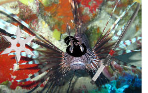 lionfish ninja1