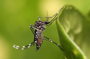 (wikipedia commons) Why use antibiotics to treat your syphilis when you could just slap one of these suckers onto your arm? Before antibiotics, you may have had no choice