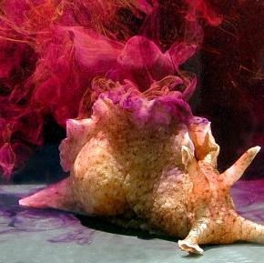 Mawwiage is what bwings us togeva today: How a simple snail intersects neuroscience and marine biology in exciting ways (Part&nbsp;III)