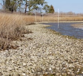 Film Friday: Restoring East Coast&nbsp;Oysters