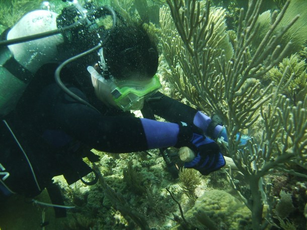 A colleague (S. Levas) collecting some specimens in Puerto Morelos, Mexico (photo: V. Schoepf)