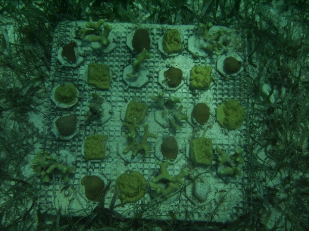 Study corals collected in Mexico. Currently located in a -80 Celsius freezer somewhere (photo: Verena Schoepf)