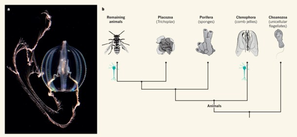 a, The comb jelly Pleurobrachia bachei. b, An evolutionary tree depicting the genetic relationships between the early animal lineages. Moroz et al.1 suggest that nerve cells (indicated by the neuron symbol) have evolved independently in the lineage that includes humans and the one that leads to comb jellies. Nerve cells are absent in all other animal groups. (From Evolutionary Biology: Excitation over jelly nerves by Andreas Hejnol, doi:10.1038/nature13340)