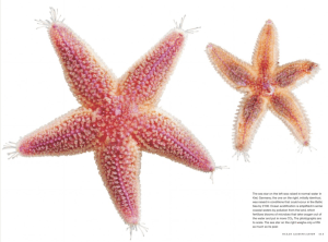 The starfish on the left was raised under normal conditions while the starfish on the right was raised under ocean acidification conditions.