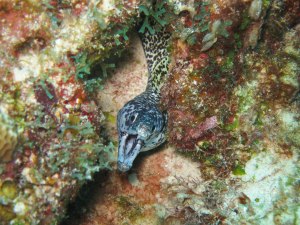 Spotted Moray