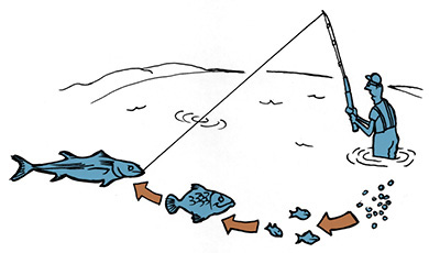 Bioaccumulation of Ciguatera http://www.fish.wa.gov.au