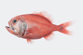 The unusual (and unsustainable) Orange Roughy (fishofaustralia.net)