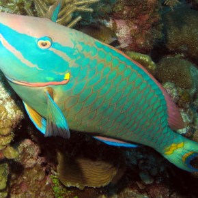 Film Friday: Parrotfish can bring reefs from “despair to repair” in the fight against algal&nbsp;domination