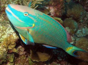 Parrotfish from reefguide.org
