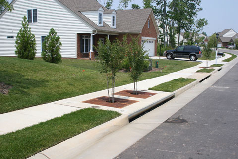 A bonus photo: two adjacent tree boxes. Look for the gap in the curb that allows stormwater to enter the system. Image from www.filterra.com.