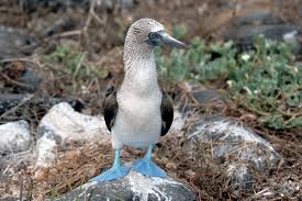 Yes, they are a bird and they have blue feet. (commons.wikimedia.org)
