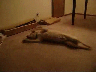 Trying to talk to an non-receptive audience is a bit like this. (seattlesportsnet.com)