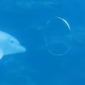 Toroidal vortices and some other not so big&nbsp;words