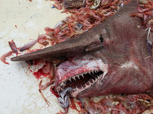 Even you, Goblin Shark. 