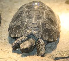 A Galapagos Tortoise (commons.wikimedia.org)