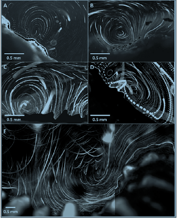 Shapiro et al (2014). PNAS