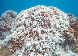 Image from www.mauinews.com