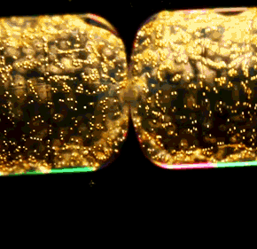 She Smells Seaweeds by the Seashore: Why is the Ocean so Darn&nbsp;Smelly?