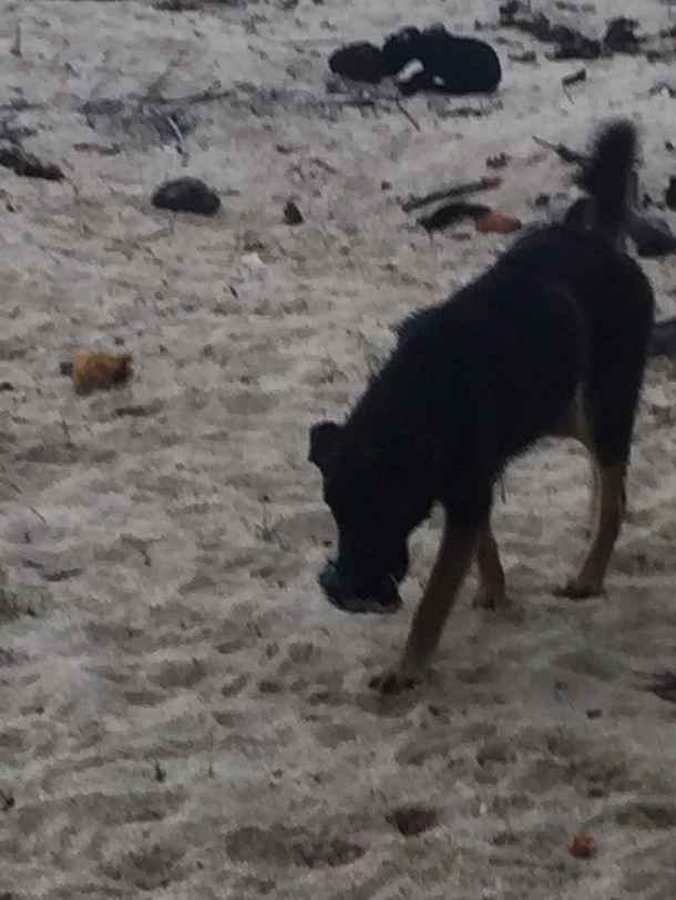 and a coconut loving island dog (Credit: J. Baumann)