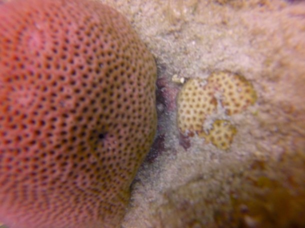 S. siderea and S. radians (Credit: Joe Townsend)