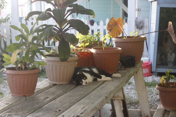 and a lazy cat (Credit: Joe Townsend)