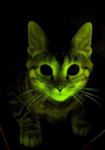 Did you think I was kidding? 