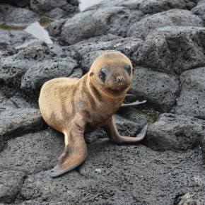 The Marchetti Lab Goes to the&nbsp;Galapagos!