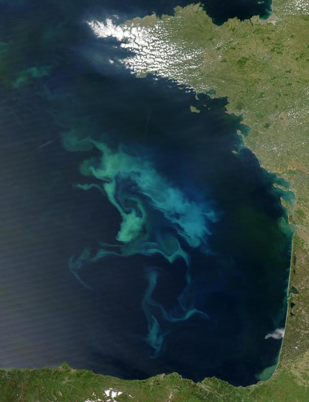 All that light blue/green stuff... yeah, that's phytoplankton. Visible from space! (commons.wikimedia.org(