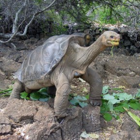 Lonesome George No&nbsp;More