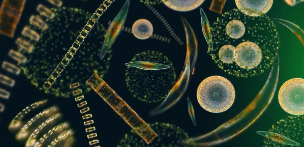 Phytoplankton!